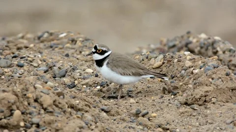 Plover Video stock 41769178