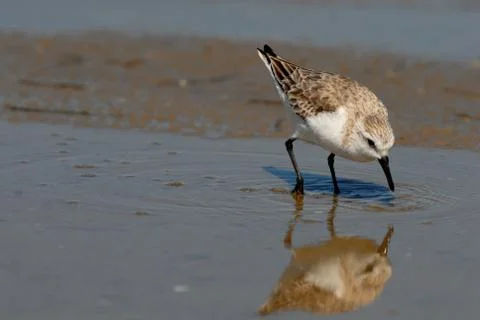 Plover Thoughts Stock Photos