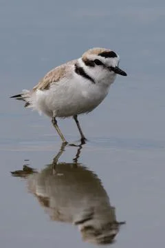 Plover's Reflection Stock Photos