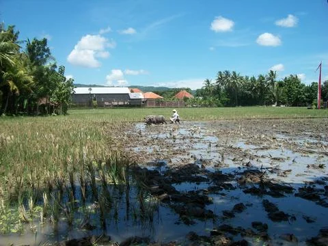 Plow A Rice Field Stock Photos