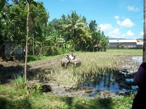 Plow A Rice Field Stock Photos