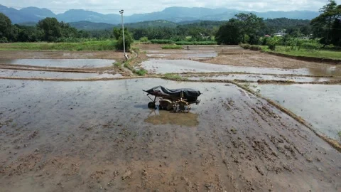 Plow in the rice fields. Video stock 166693372