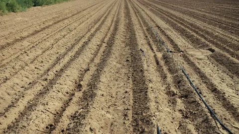 Plowed agricultural field with parallel soil rows Stock-Footage 311532092