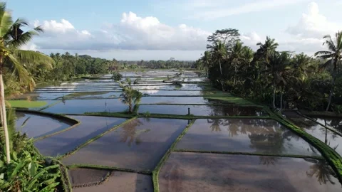 Plowed and tilled rice fields filled with water, green weeds grow on some Video stock 202535762
