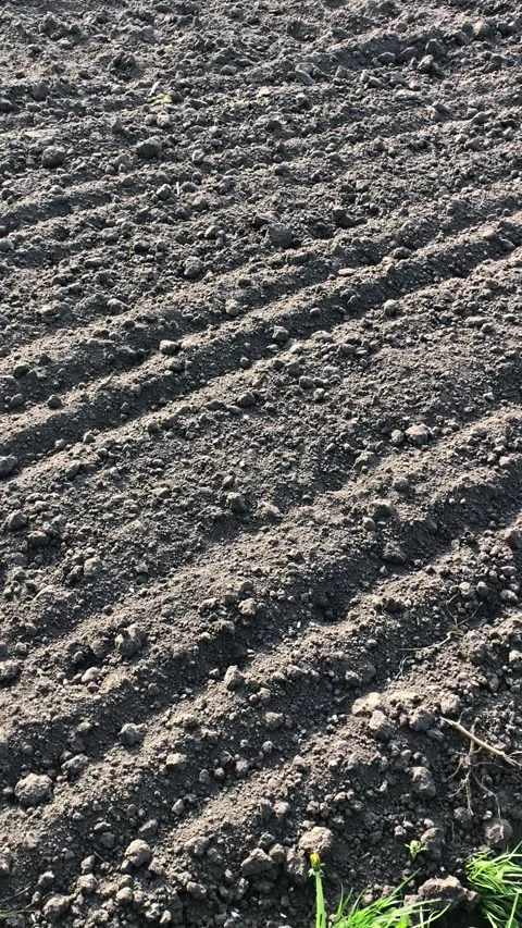 Plowed chernozem in the field close-up, vertical video. Stock Footage 335406001