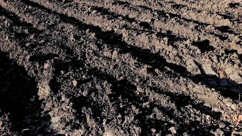 Plowed field with dark soil Vidéo 101238311