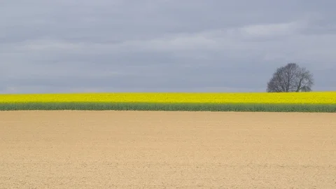 A plowed field in front of blooming rapeseed plants against an overcast sky Vidéo 107515230