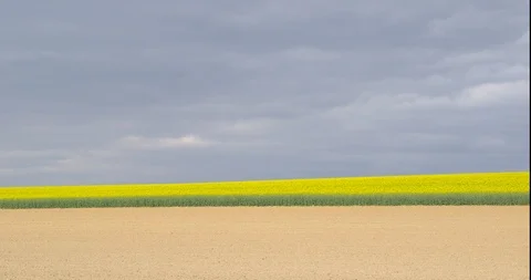 A plowed field in front of blooming rapeseed plants against an overcast sky Vídeo Stock 107515690