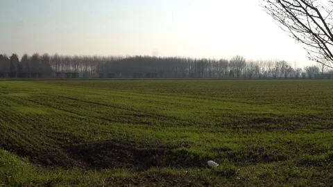 Plowed field prepared for seedlings, ground view Stock Footage 89287699