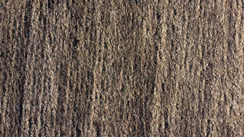 Plowed field. Top view. Flying over field after digging after picking dry wheat Stock Footage 237254816