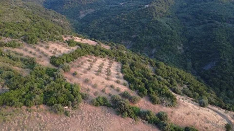 Plowed Field with Young Olive Trees on Greek Mountain Slope Stock Footage 312073841