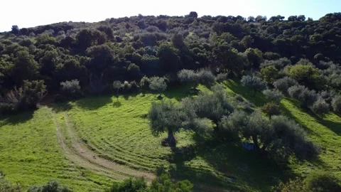Plowed meadow with olive trees beside Mediterranean forest Stock Footage 343995725