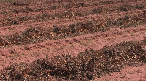 Plowed peanuts waiting for combine...in background Stock Footage 32286738