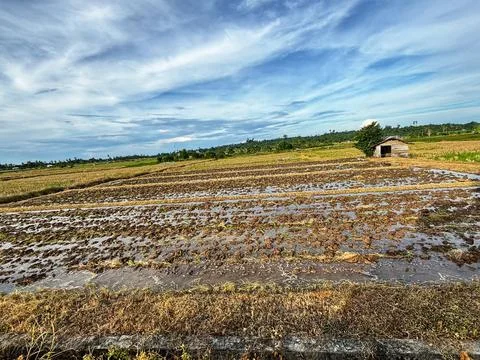 Plowed rice fields, Stock Photos