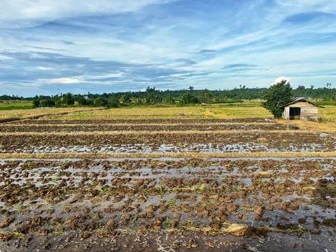 Plowed rice fields, Stock Photos