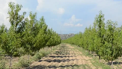 Plowed soil between trees in orchard. Field ready for seeding. Agricultural Stock Footage 138374387