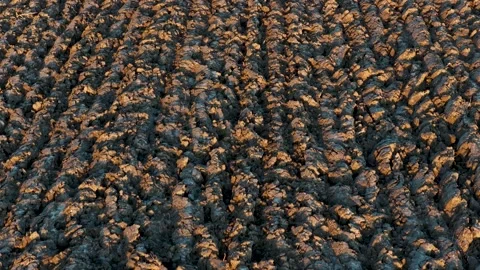 Plowed soil Video stock 321402404