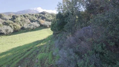 Plowed spring field inside Mediterranean forest with olive trees and herbs 스톡 동영상 328078031