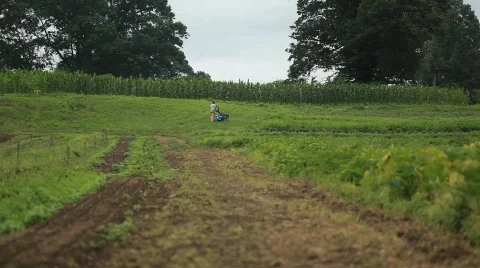 Plower in Field 動画素材 594584