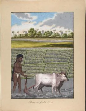 Plower in Pulla Caste, from Indian Trades and Castes ca. 1840 Anonymous, In.. Stock Photos