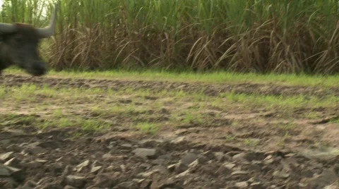 Plowing 5 Stock Footage 485318