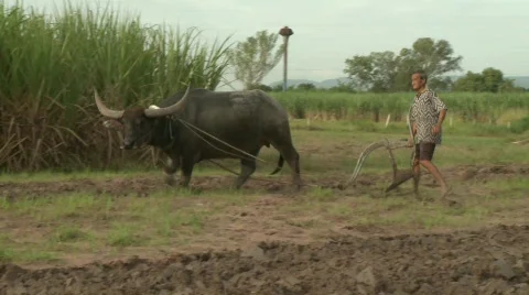Plowing 6 Vídeo Stock 485309