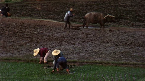 Plowing and planting rice fields in China Video stock 87995953