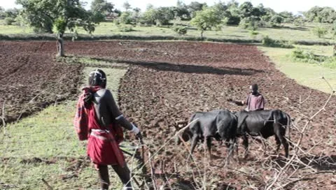 Plowing with Cattle Stock Footage 10608037