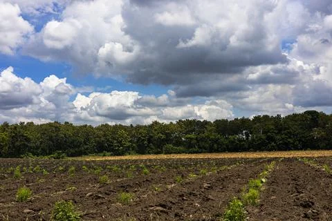 Plowing Empty Cornfield Prepared Stock Photos