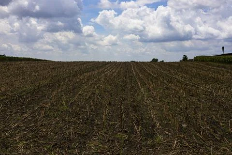 Plowing Empty Cornfield Prepared 库存照片