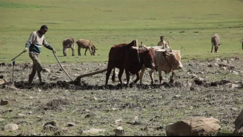 Plowing Ethiopia 1 Stock Footage