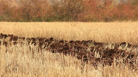 Plowing the field (plow close up) Stock Footage 12518066