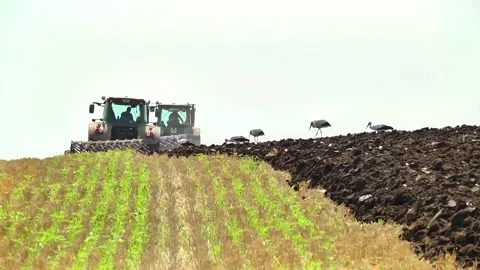 Plowing in the field by a tractor with a trailed unit Stock Footage 145943667