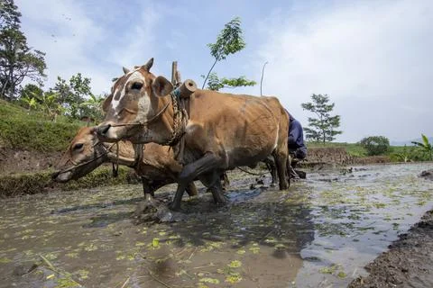 Plowing the fields with cow power Stock Photos