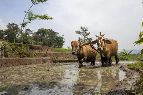 Plowing the fields with cow power Foto stock