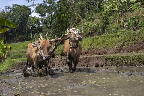 Plowing the fields with cow power Foto stock