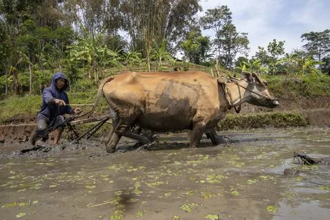 Plowing the fields with cow power Stock Photos