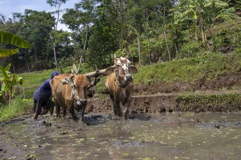 Plowing the fields with cow power Stock Photos