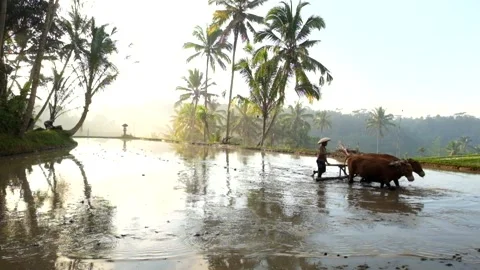 Plowing the fields the traditional way Stock Footage 138909541