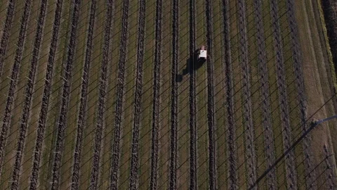 Plowing harrowing between rows of vineyard Video stock 151552339