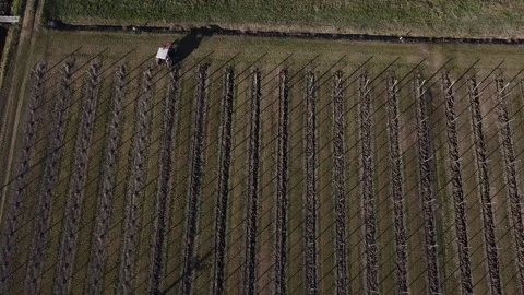 Plowing harrowing between rows of vineyard Vídeo Stock 151553483