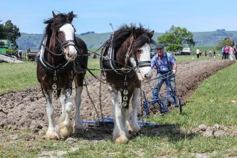 Plowing with horses Fotos de archivo
