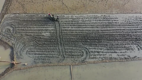 Plowing land Stock Footage 252158707