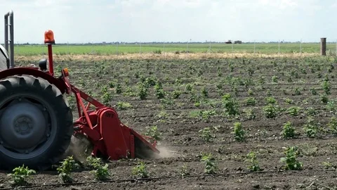 Plowing the Orchard by a Tractor Stock Footage 77414496