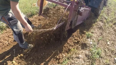 Plowing potatoes Video stock 127001612