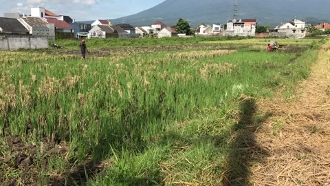 Plowing the ricefield Stock Footage 224814563