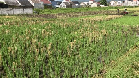 Plowing the ricefield Stock Footage 224814582