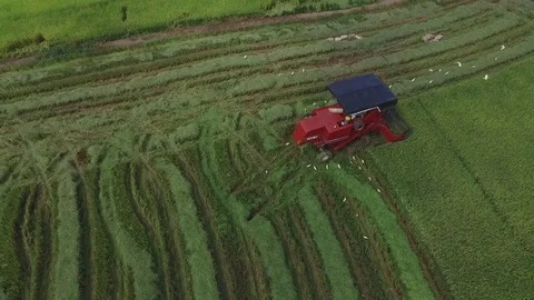 Plowing rise field Vídeo Stock 83431111