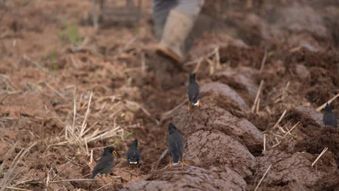 Plowing on soil of farmer in countryside 動画素材 152862300
