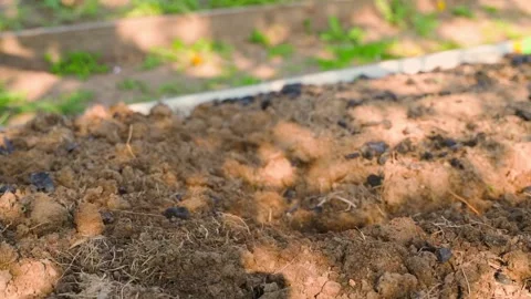 Plowing the soil of a garden bed with a flat cutter, slow motion Stock Footage 311565928